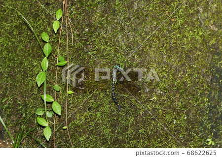 Spawning Yabuyanma Spawning Yabuyanma 68622625