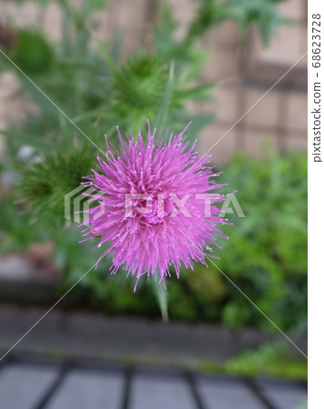 American onion American onion 68623728