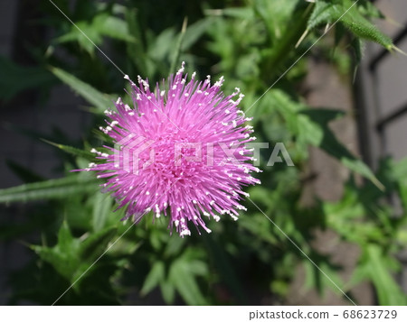 American onion American onion 68623729