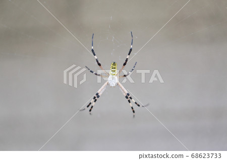 Argiope bruennichi (long golden spider) Argiope bruennichi (long golden spider) 68623733