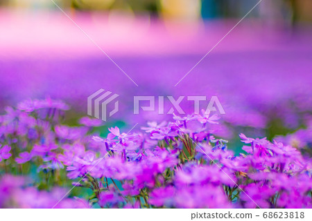 Misa cherry blossoms at Nagasawaji 68623818