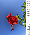 Hibiscus 68624072