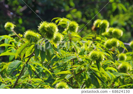 Chestnut tree in summer (mountain chestnut) 68624130
