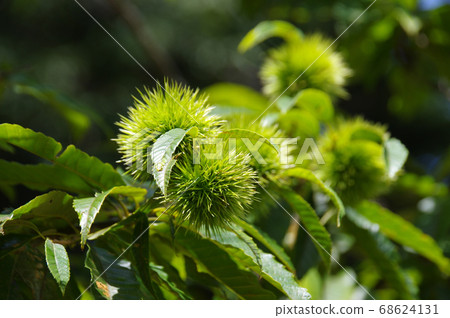 Chestnut tree in summer (mountain chestnut) 68624131
