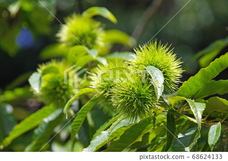 Chestnut tree in summer (mountain chestnut) Chestnut tree in summer (mountain chestnut) 68624133