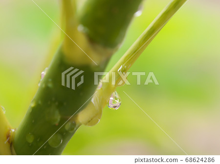 槲寄生的莖上的水滴 68624286