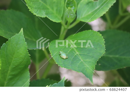 Frog resting on hydrangea leaf Frog resting on hydrangea leaf 68624407