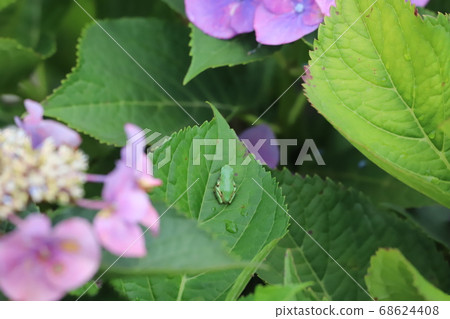 A frog resting in the shade of hydrangea leaves A frog resting in the shade of hydrangea leaves 68624408