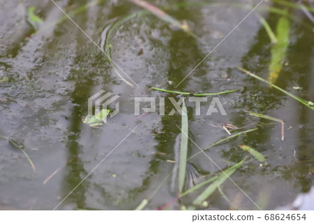 一隻青蛙在水面上的臉 68624654