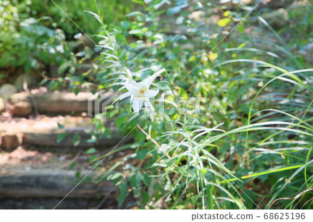 Lily of Lepidoptera Lily of Lepidoptera 68625196