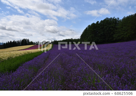 Furano's lavender field 68625506