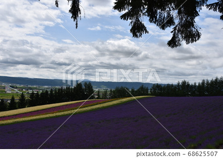 Furano's lavender field Furano's lavender field 68625507