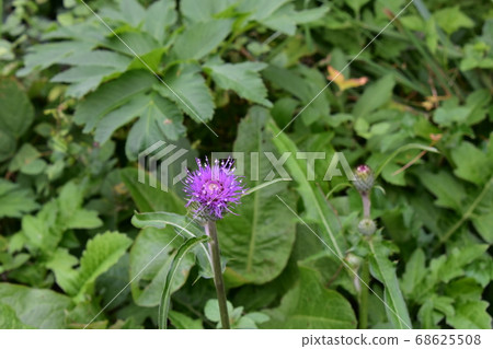 One wheel of thistle 68625508