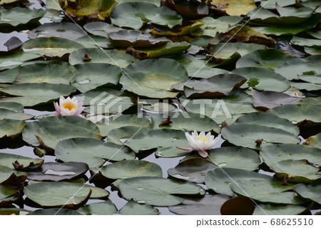 Lotus flower blooming quietly Lotus flower blooming quietly 68625510