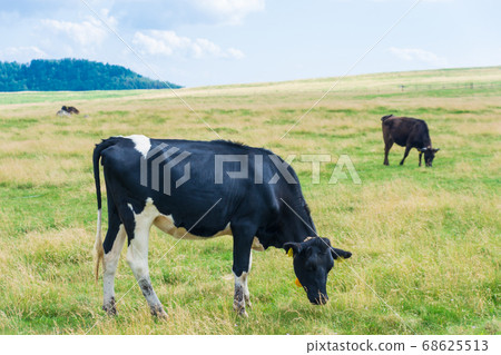 A scene of cows in the highlands of summer eating grass A scene of cows in the highlands of summer eating grass 68625513