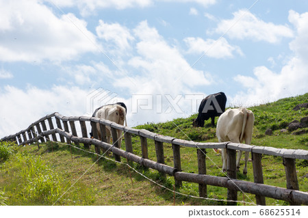 A scene of cows in the highlands of summer eating grass A scene of cows in the highlands of summer eating grass 68625514