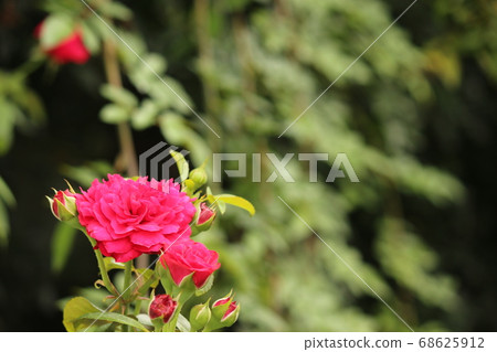 Rose red pink rose 68625912