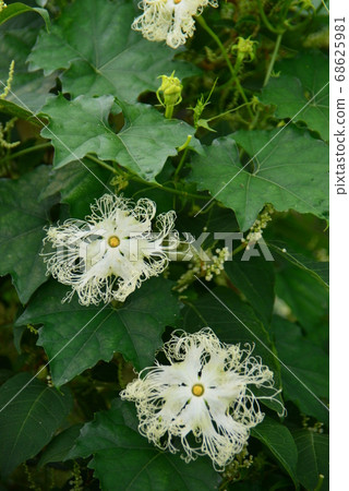 Laced crow cucumber flower Laced crow cucumber flower 68625981