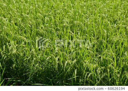 Midsummer rice farming Hitachi City, Ibaraki Prefecture 68626194