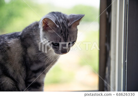 俯視的灰貓 俯視的灰貓 68626330