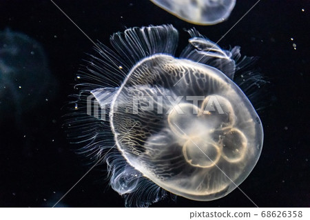 水母充滿透明度 68626358
