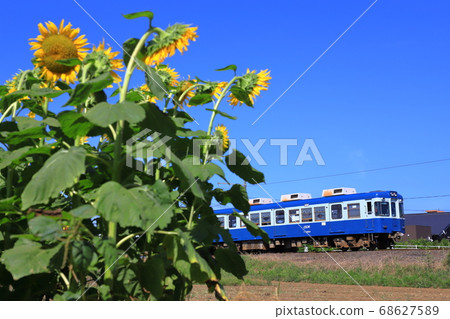 oshi子電鐵和向日葵 68627589