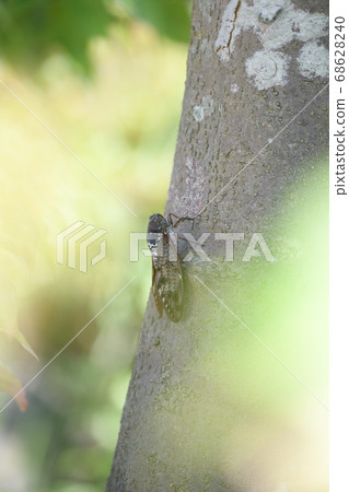 Brown cicada Brown cicada 68628240