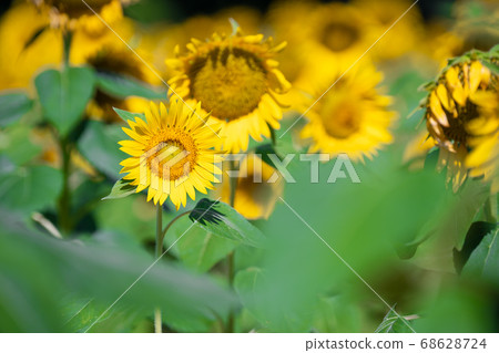 Sunflower field Sunflower field 68628724