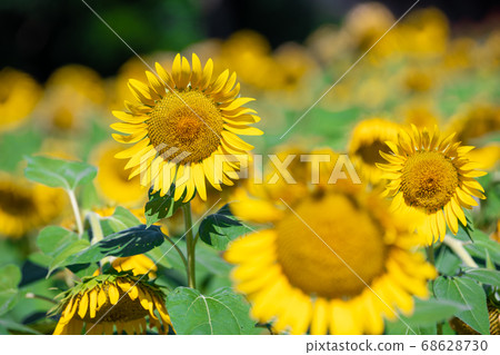 Sunflower field Sunflower field 68628730