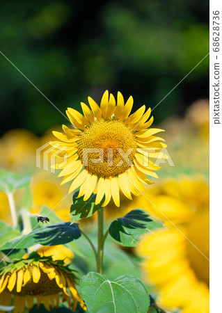Sunflower field Sunflower field 68628736
