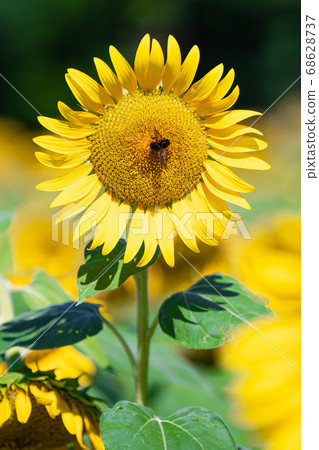Sunflower field Sunflower field 68628737
