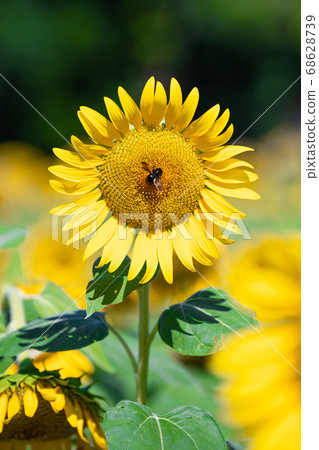 Sunflower field 68628739