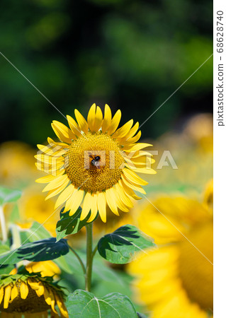 Sunflower field Sunflower field 68628740