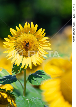 Sunflower field Sunflower field 68628741