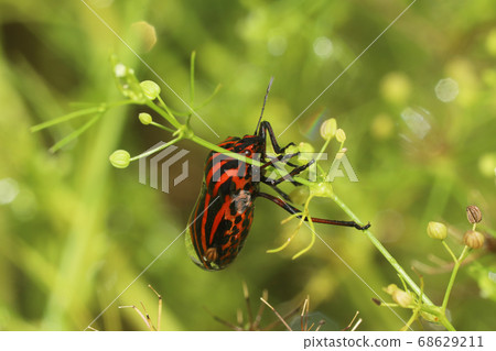 Akushushi竹 Akushushi竹 68629211