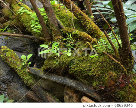 Moss and lichen Moss and lichen 68629346