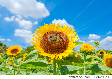 Blue sky, sunflower field and white clouds, summer image August, Nara Prefectural Mami Hillside Park Blue sky, sunflower field and white clouds, summer image August, Nara Prefectural Mami Hillside Park 68629641
