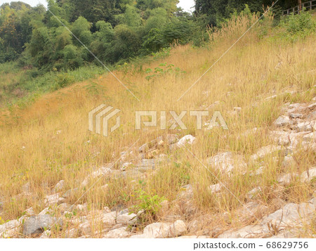 grassland background grassland background 68629756