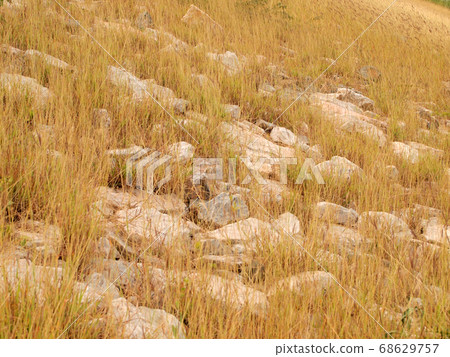 grassland background 68629757