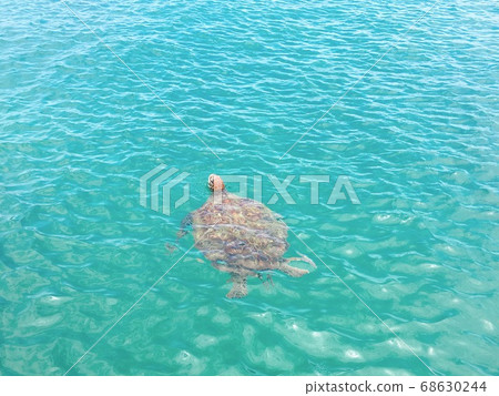 [Yoron Island] Sea turtle swimming in the emerald green sea 68630244