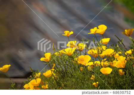 a lot of yellow Buttercup flowers on a brown background 68630752