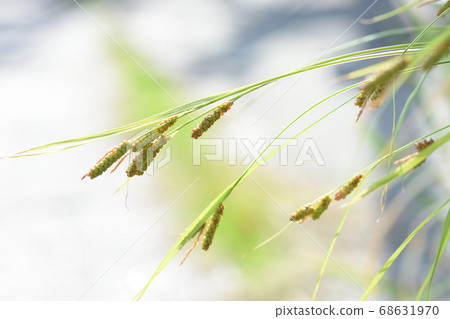 Round foxtail fluttering in the wind Round foxtail fluttering in the wind 68631970
