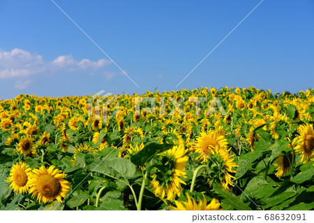 Sunflower field of Koiwai farm that continues forever in summer Sunflower field of Koiwai farm that continues forever in summer 68632091