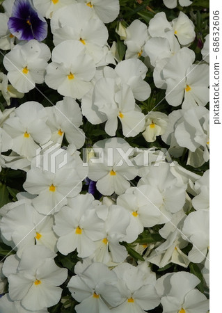 春天花田 68632606