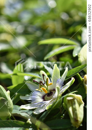 Passionflower reminiscent of a clock face Passionflower reminiscent of a clock face 68632902