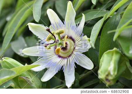 Passionflower reminiscent of a clock face 68632908