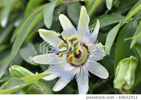 Passionflower reminiscent of a clock face 68632911
