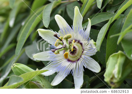 Passionflower reminiscent of a clock face 68632913