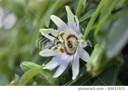Passionflower reminiscent of a clock face 68632915