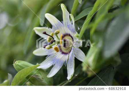 Passionflower reminiscent of a clock face 68632918
